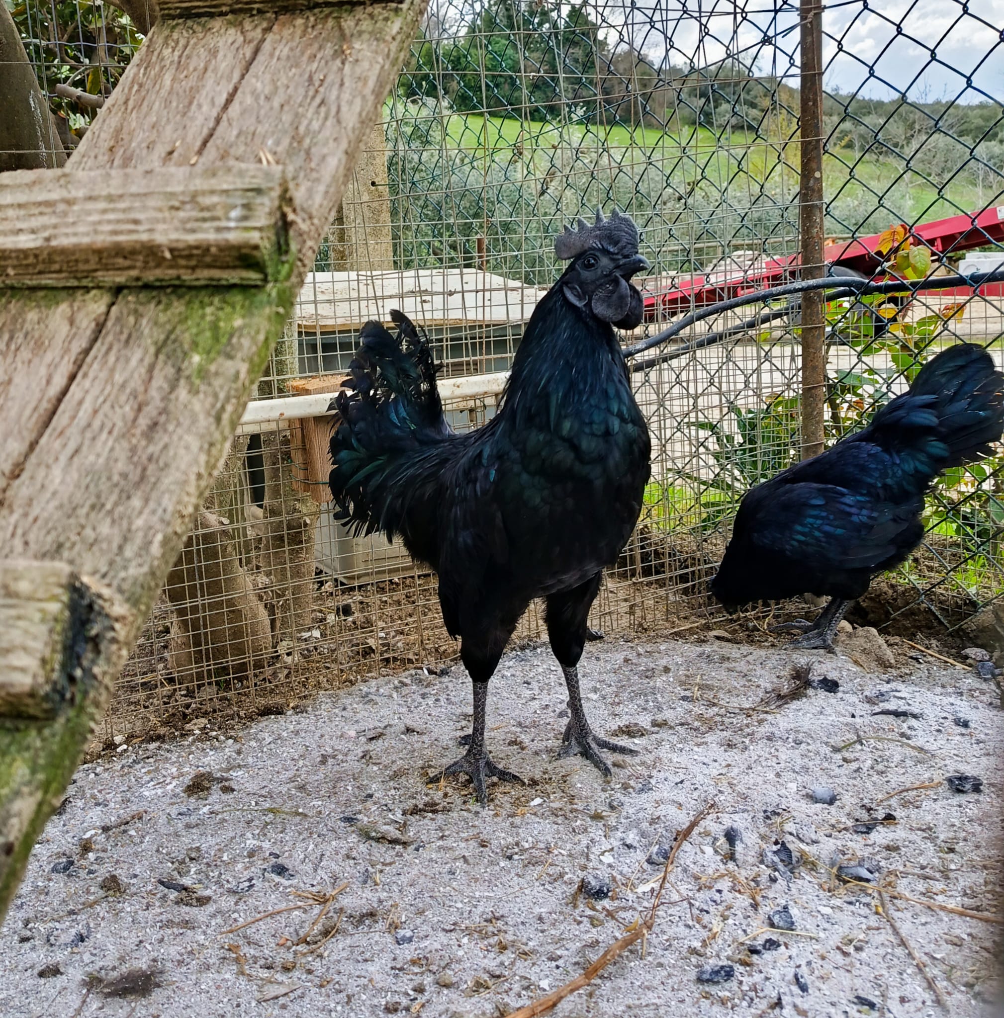 Gallo e gallina Ayam Cemani - Razza originaria dell'Indonesia